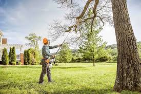 Tree and Shrub Care in Lacey, WA