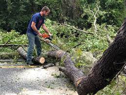 Best Arborist Consultation Services  in Lacey, WA