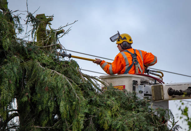 Best Palm Tree Trimming  in Lacey, WA