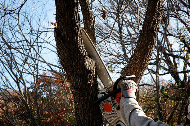Best Tree Mulching  in Lacey, WA