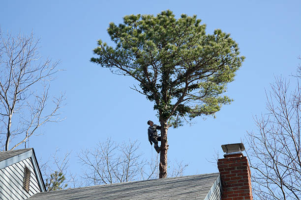 Best Tree Cabling and Bracing  in Lacey, WA