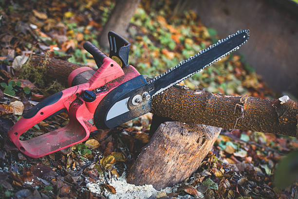 Best Tree Maintenance Programs  in Lacey, WA