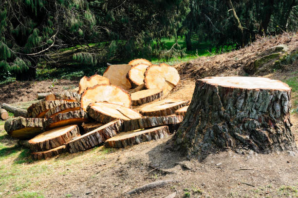 Best Seasonal Cleanup (Spring/Fall)  in Lacey, WA